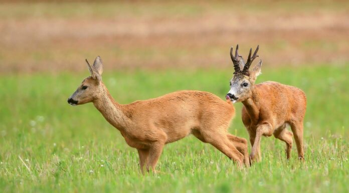 Indul a párzási időszak, óvatosan az utakon!