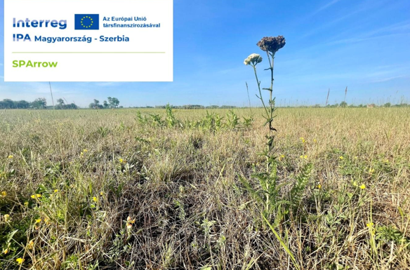 Termálvízzel a szikeseink megmentéséért!