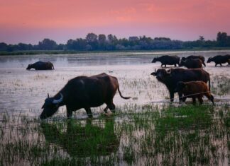 Naplementés bivalyos túra-augusztus 17. szombat 17 óra