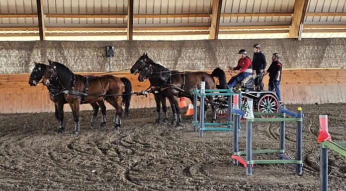 Vass Kálmánra emlékeztek a mórahalmi lovardában