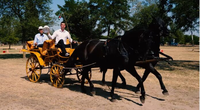 A Homokháti Sokadalom családi vasárnapja – videó
