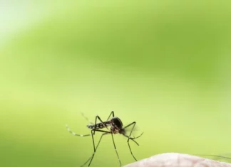 TÁJÉKOZTATÓ FÖLDI SZÚNYOGGYÉRÍTÉSRŐL – Mórahalom
