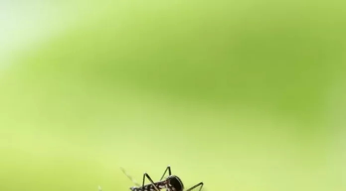 TÁJÉKOZTATÓ FÖLDI SZÚNYOGGYÉRÍTÉSRŐL – Mórahalom