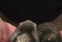 Megérkeztek az első kiscsirkék Ruzsára