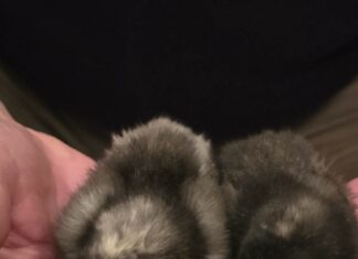 Megérkeztek az első kiscsirkék Ruzsára