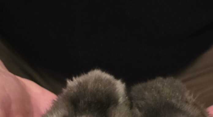 Megérkeztek az első kiscsirkék Ruzsára