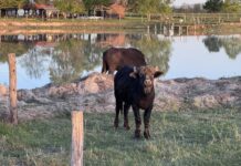 Sikeresen lezajlott a Mórahalmi Bivalyfutam
