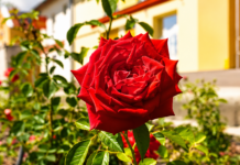 Mórahalom rózsái – videó