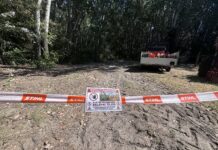 Megkezdődött a fakitermelés a Zsombói Nagyerdőben – galéria